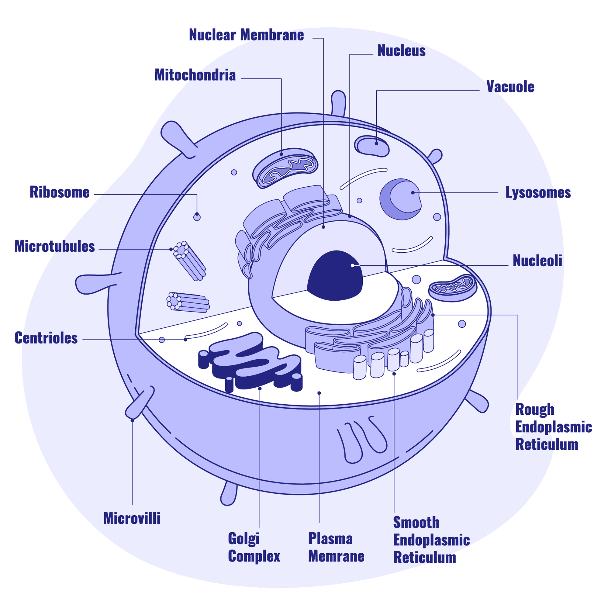 Animal cell Diagram